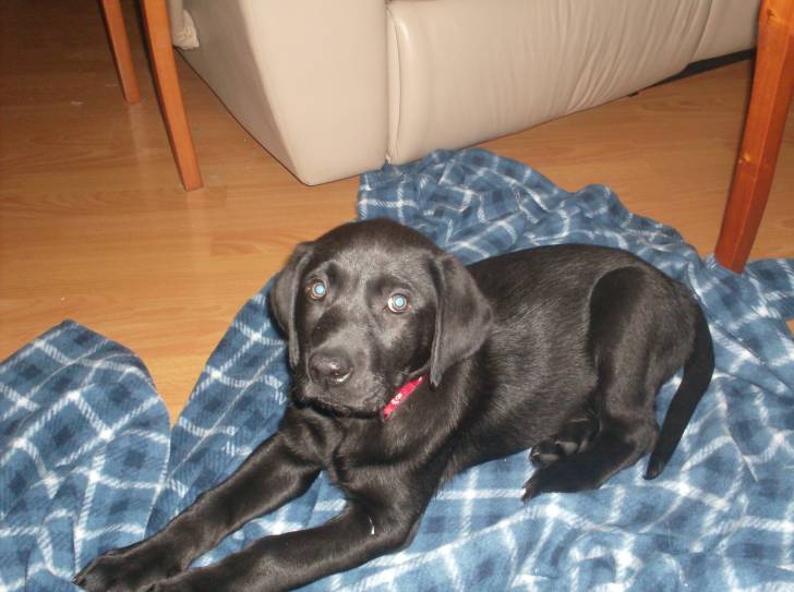 youka - Labrador Retriever Mâle (2 mois)