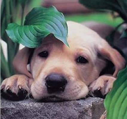 Carisias - Labrador Retriever (4 mois)