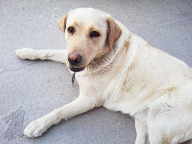 Zaira - Labrador Retriever (2 ans)