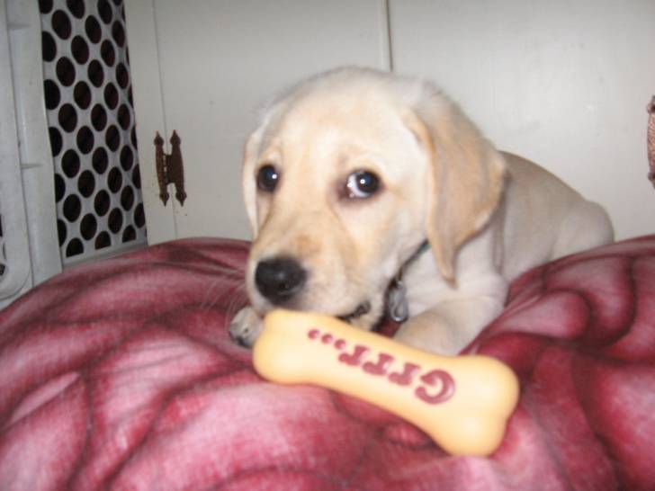 Valdez - Labrador Retriever Mâle (3 mois)