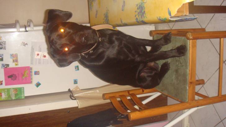 lucky - Labrador Retriever Mâle (2 ans)