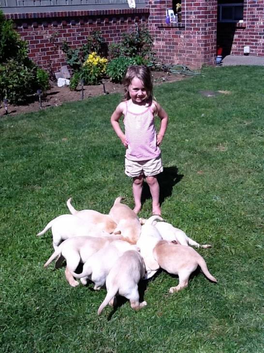 The New Pups - Labrador Retriever