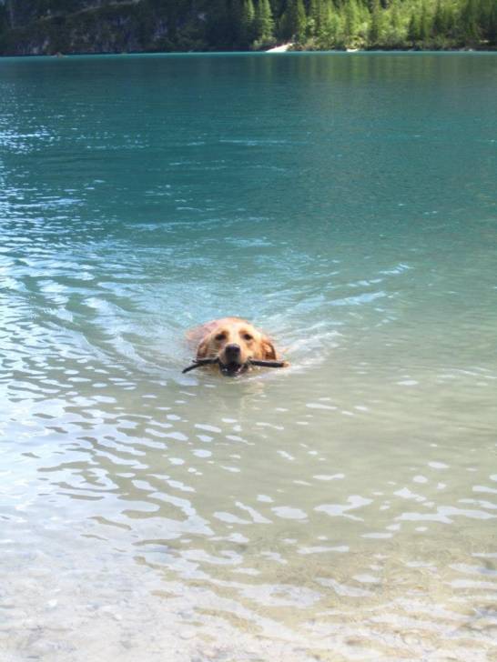 Asia - Labrador Retriever (4 ans)
