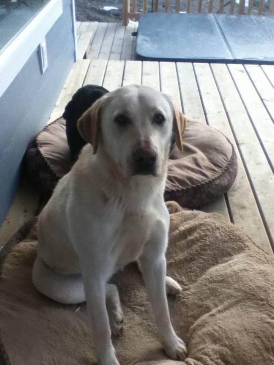 Cooper - Labrador Retriever Mâle (2 ans)