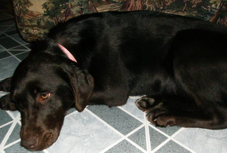 Winnie - Labrador Retriever (2 ans)