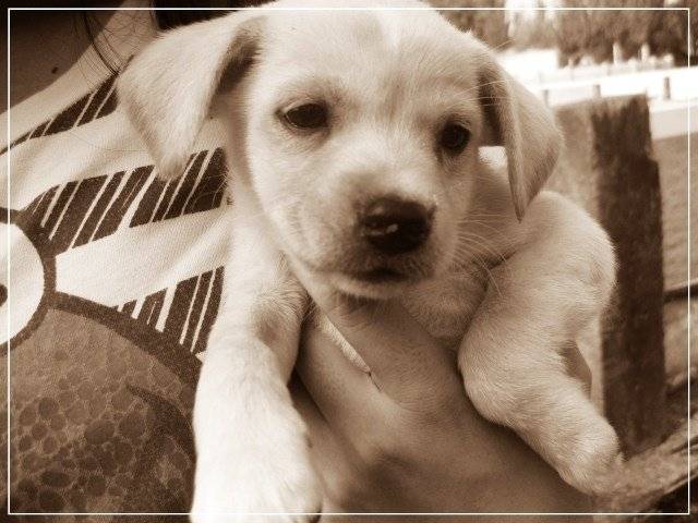 Bebe - Labrador Retriever Mâle (2 mois)