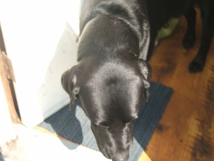 Cole - Labrador Retriever Mâle (6 ans)