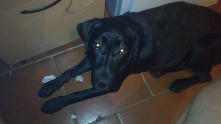 kira - Labrador Retriever (10 mois)