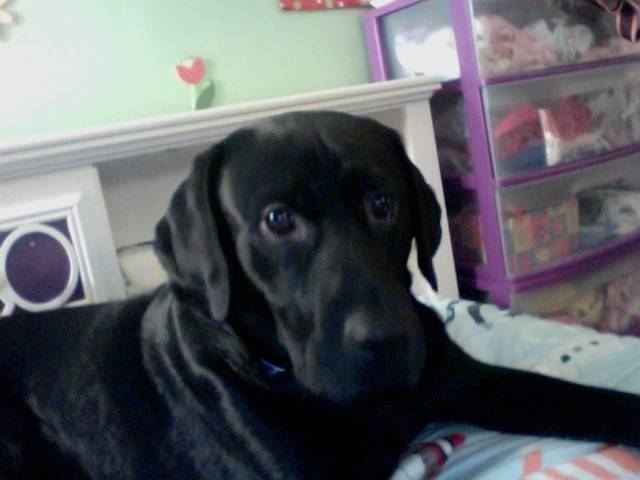 Cody - Labrador Retriever Mâle (1 an)