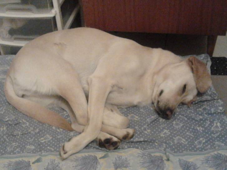 Daisy - Labrador Retriever (4 ans)