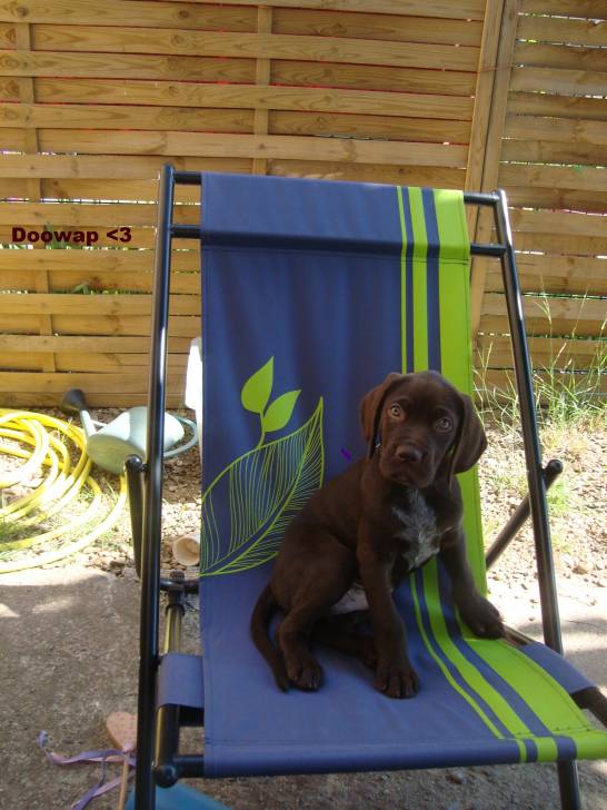 Doodoo - Labrador Retriever Mâle (2 ans)