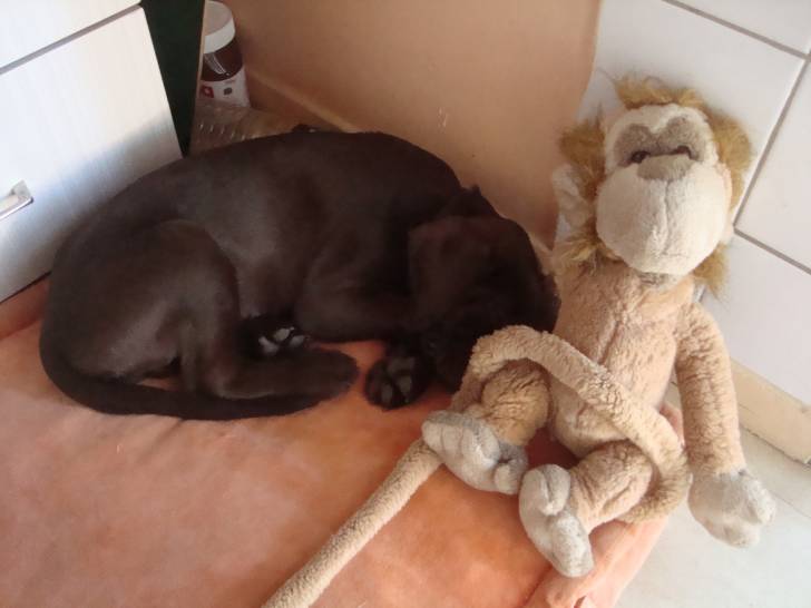 Doodoo - Labrador Retriever Mâle (10 mois)