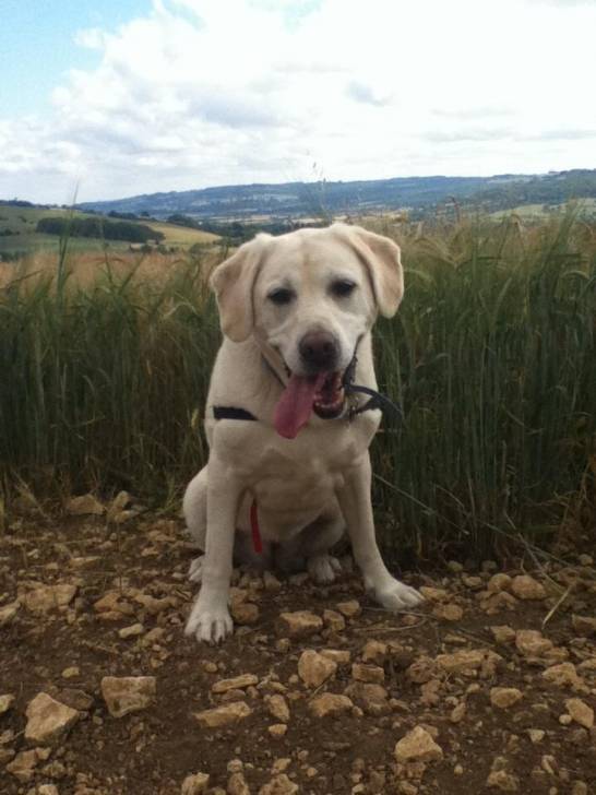 sandie lovely - Labrador Retriever (9 ans)