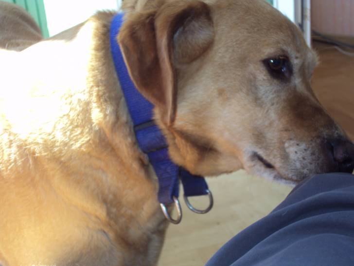 Brendel - Labrador Retriever (7 ans)