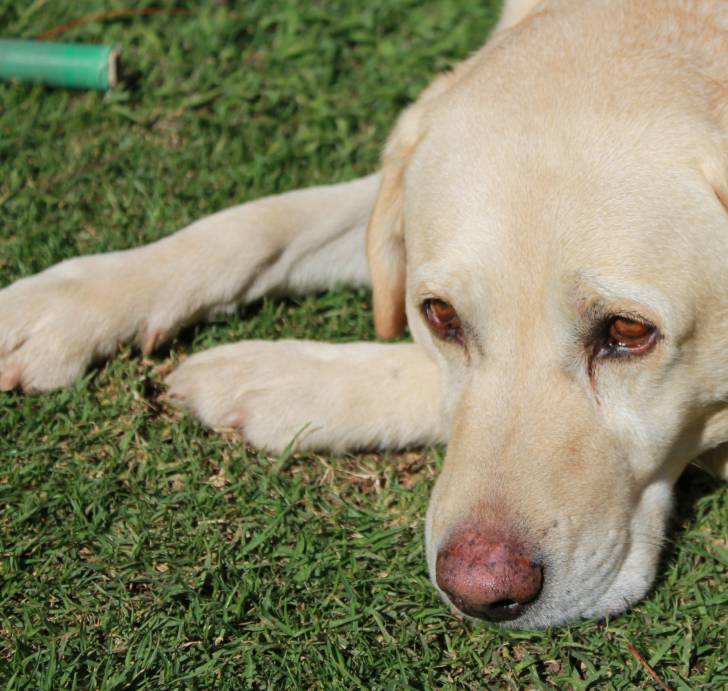 Boesman - Labrador Retriever Mâle (6 ans)