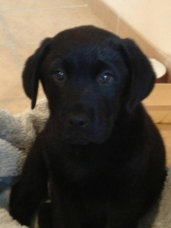Hélios - Labrador Retriever Mâle (5 mois)