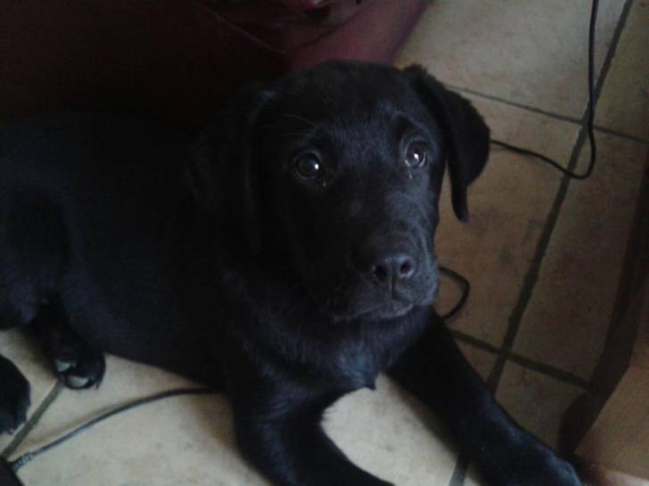 Hélios - Labrador Retriever Mâle (5 mois)