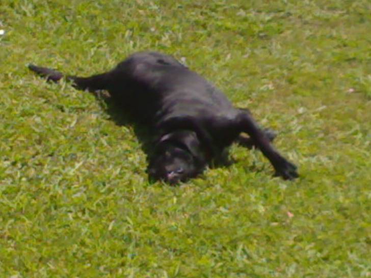 Vidocq - Labrador Retriever Mâle (5 ans)