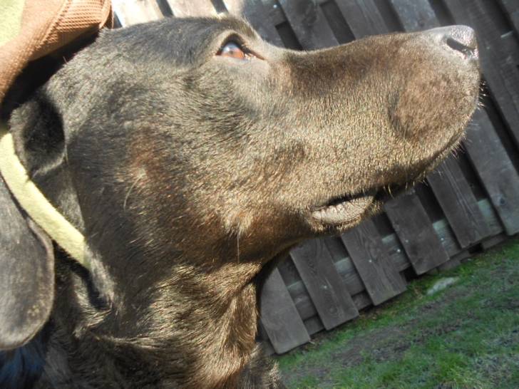 Tobi - Labrador Retriever Mâle (7 ans)