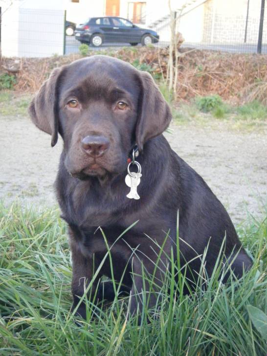 Huggy - Labrador Retriever Mâle (3 mois)