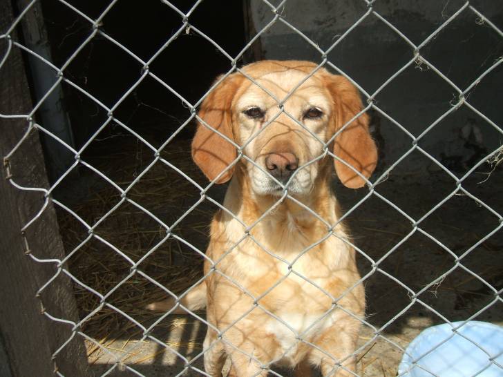 Lusquette ma chienne ? - Labrador Retriever (6 ans)