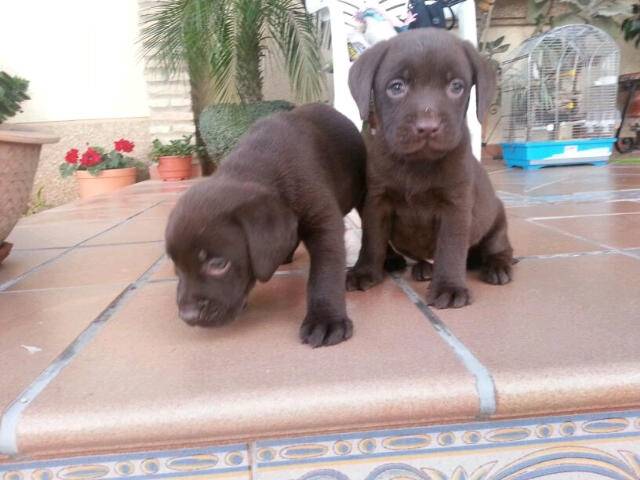 MARA - Labrador Retriever (2 mois)