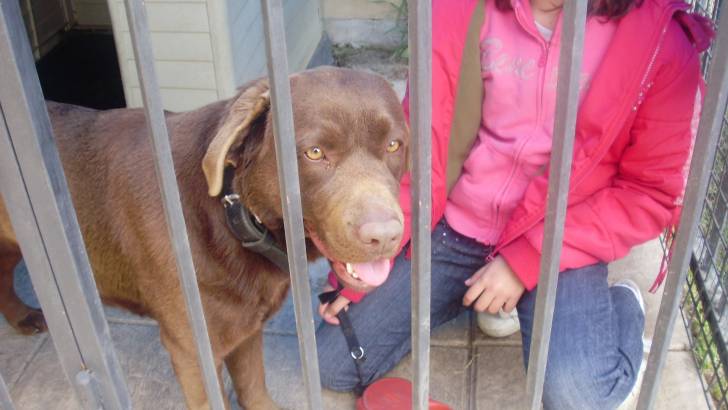 choco - Labrador Retriever (7 ans)