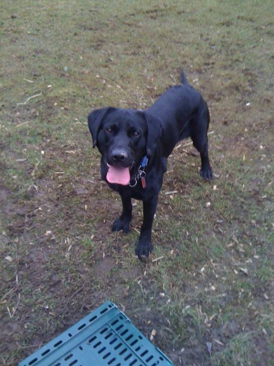 Romeo - Labrador Retriever Mâle (1 an)