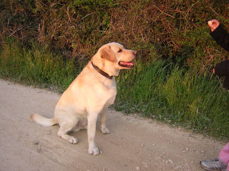 Scott - Labrador Retriever Mâle (3 ans)