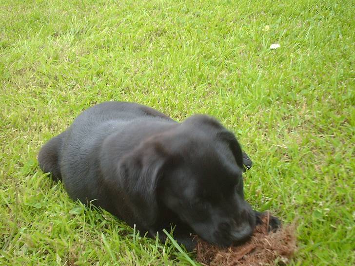 nounours - Labrador Retriever Mâle (1 an)