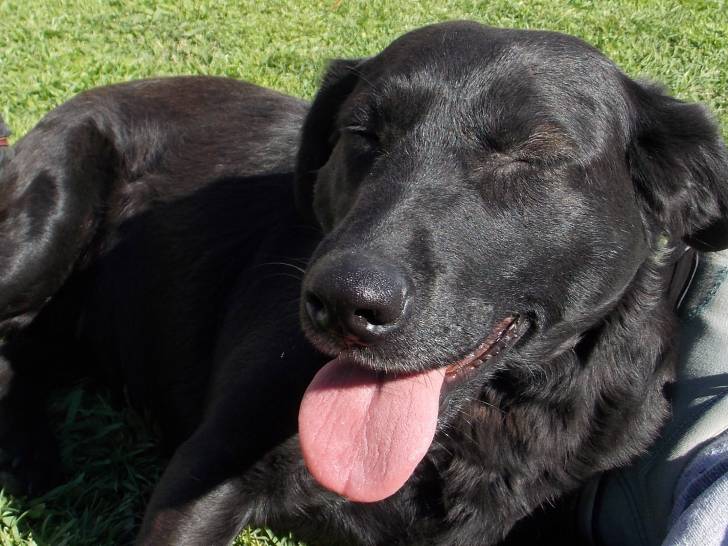 Lila Sarah Cristal - Labrador Retriever (2 ans)