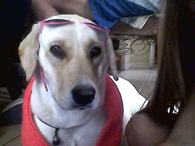 pascuala - Labrador Retriever (1 an)