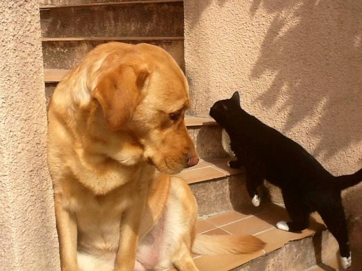 Nina et Aldo - Labrador Retriever (4 ans)