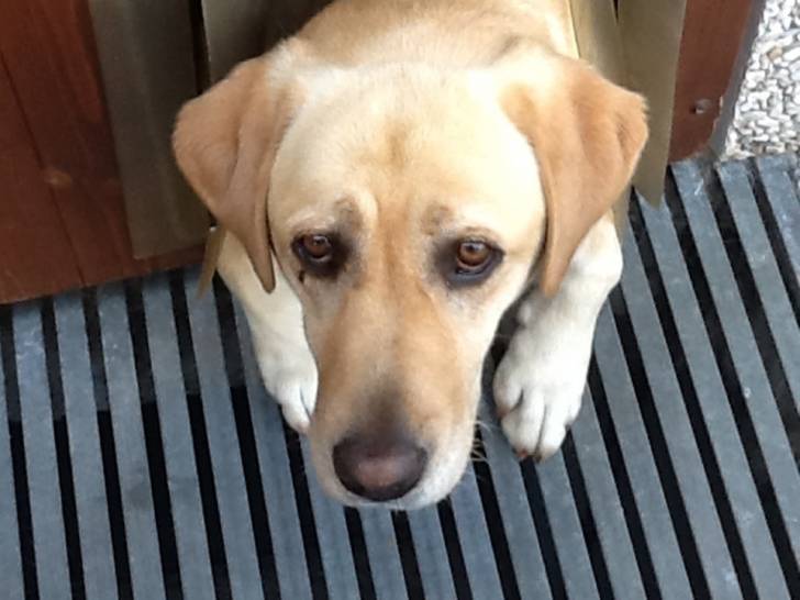 Maya - Labrador Retriever (5 ans)