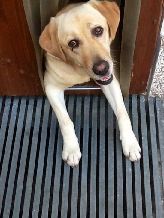 Maya - Labrador Retriever (5 ans)