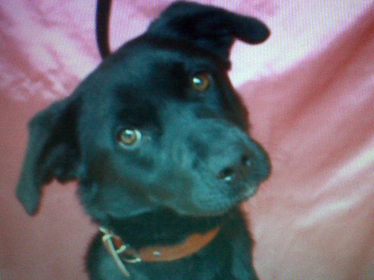 Bella - Labrador Retriever (1 an)