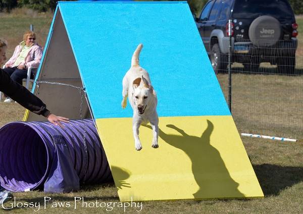 Ellie and the A-Frame - Labrador Retriever (3 ans)