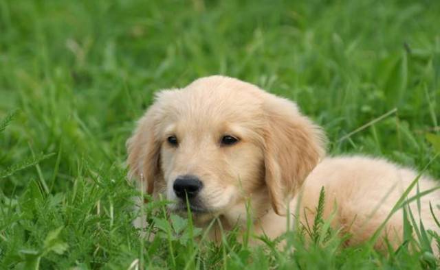 Albatras - Labrador Retriever Mâle (7 mois)