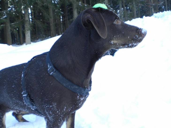 Marlene - Labrador Retriever (2 ans)