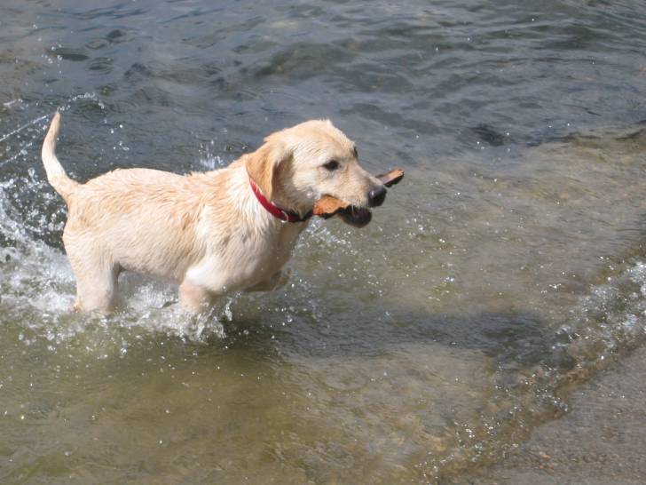 Bella - Labrador Retriever (2 ans)