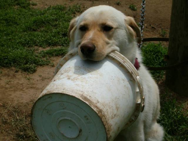 Roscko - Labrador Retriever Mâle (7 mois)