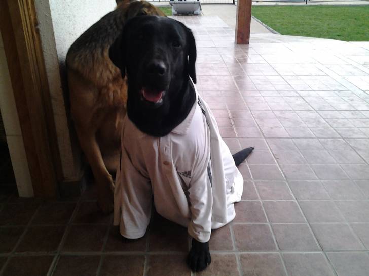 reina con polera de mi papa jaj - Labrador Retriever (10 mois)