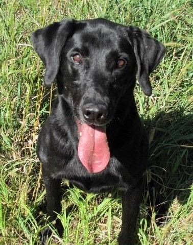 Hank - Labrador Retriever Mâle (12 ans)
