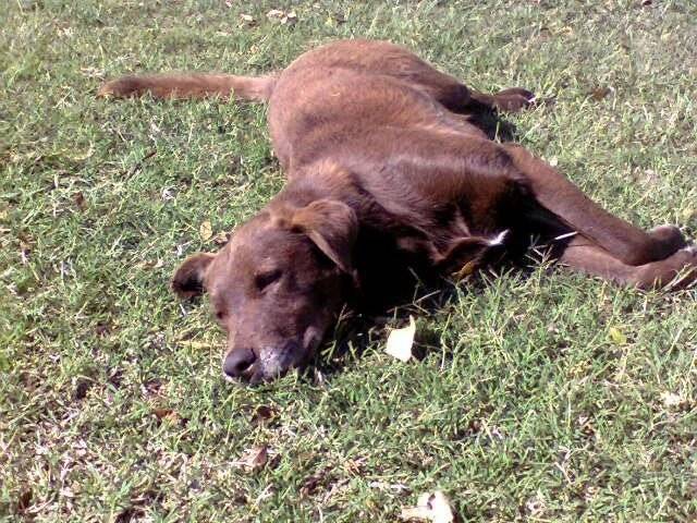 chocolate - Labrador Retriever Mâle (3 ans)