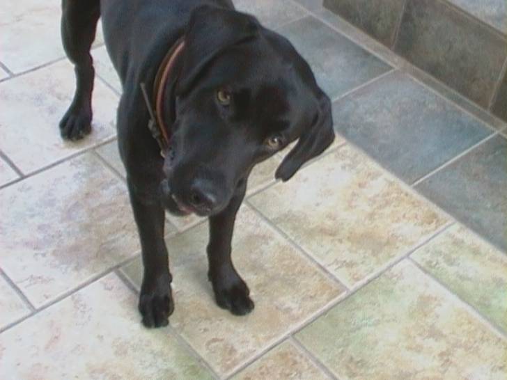 Blacky - Labrador Retriever Mâle (2 ans)