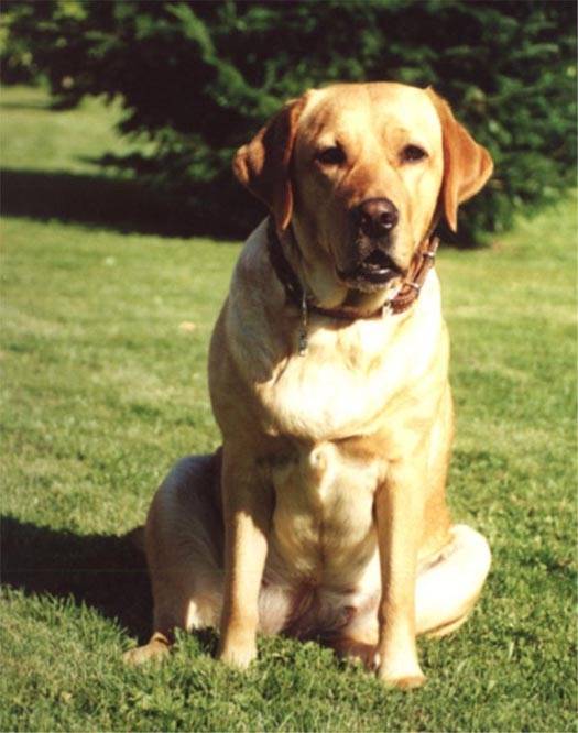 Draco - Labrador Retriever Mâle (1 an)