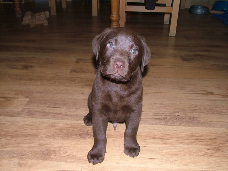 max - Labrador Retriever Mâle (3 mois)