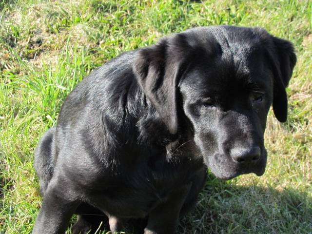 Happy - Labrador Retriever Mâle (6 mois)