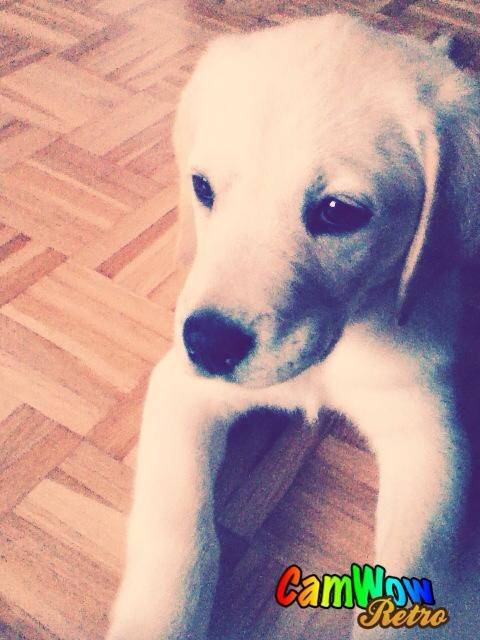 Tedy - Labrador Retriever Mâle (3 mois)