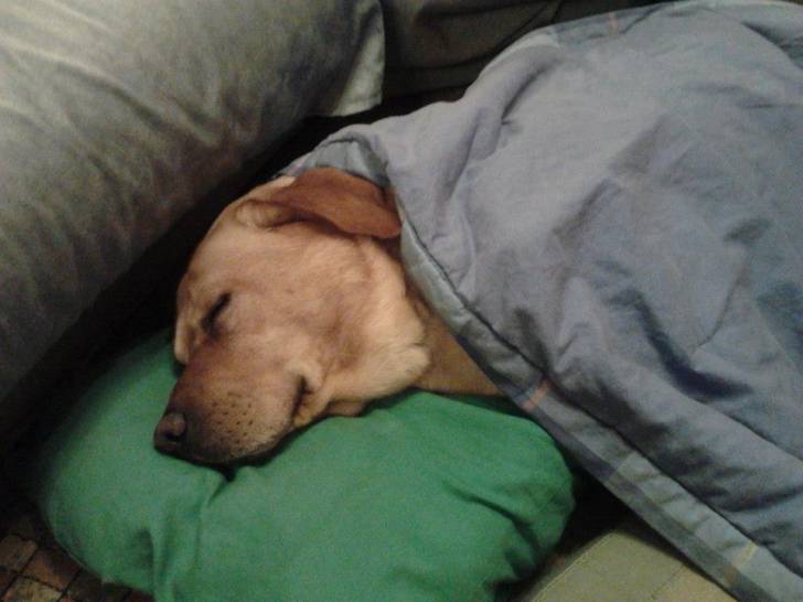 Jak - Labrador Retriever Mâle (4 ans)